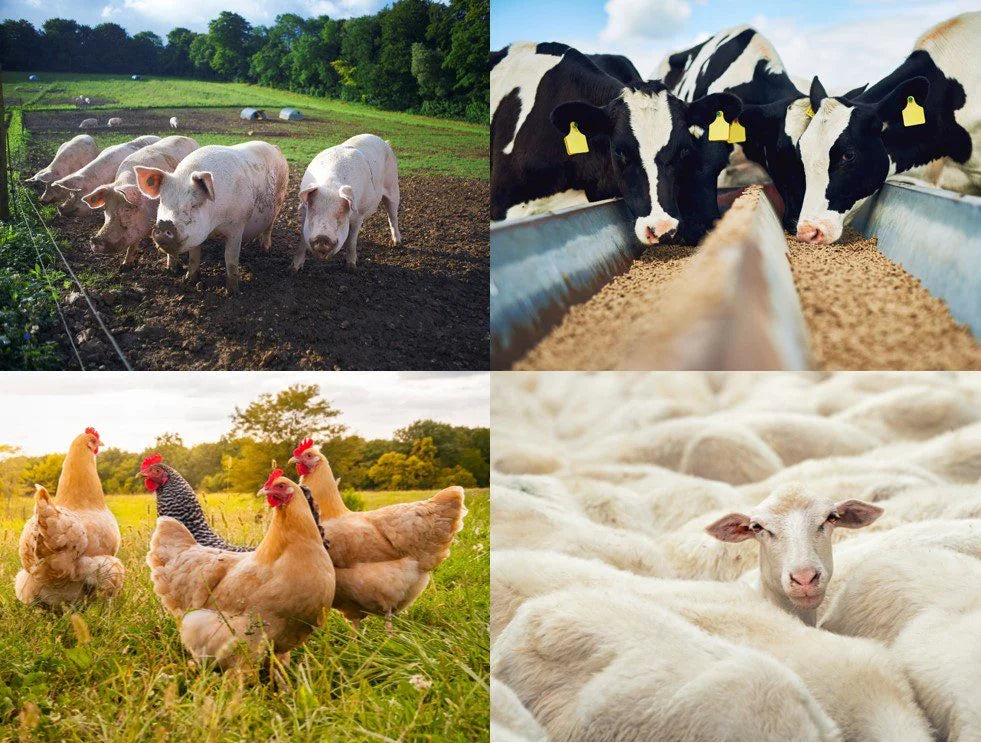 Livestock & Poultry Supplies